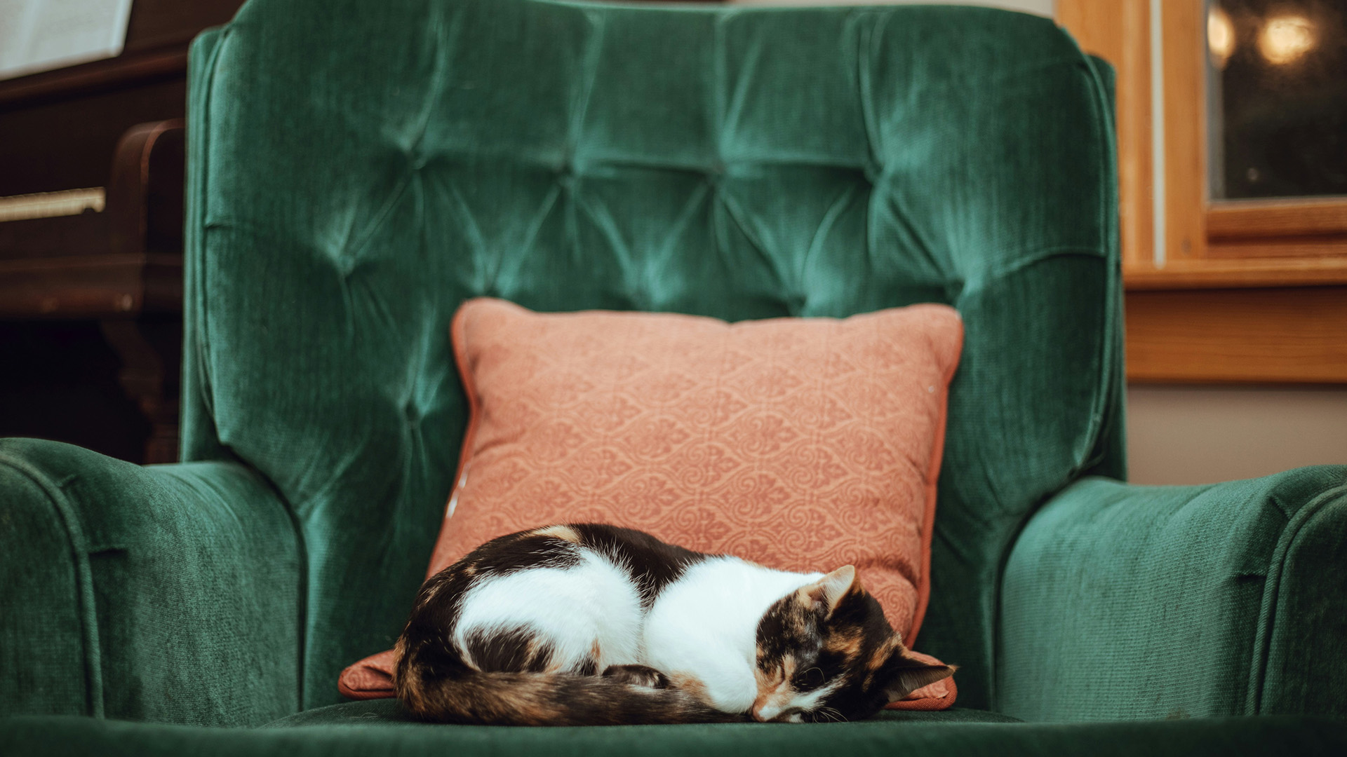 a cat sleeping on an armchair