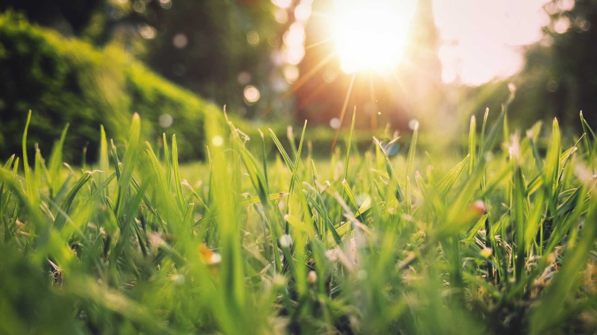 green grass and sunshine